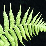 frond